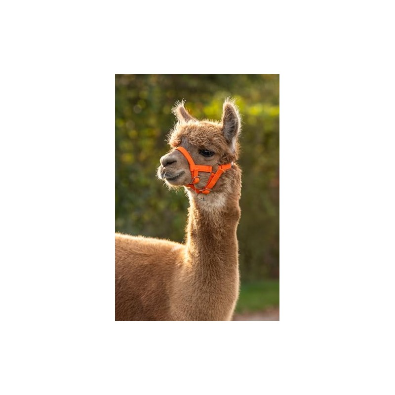Kerbl Alpaca Headcollar Adjustable - Orange (Dimensions 17 x 18