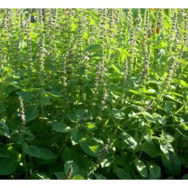 100+ SEEDS NEW 2024 HOLY BASIL - Organic Kapoor Tulsi - Bubblegum scent Herbal