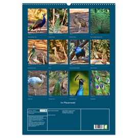 Im Pfauenwald (Wandkalender 2026 DIN A2 hoch), CALVENDO Monatskalender: Majestätische Vögel mit ihren Küken (CALVENDO Tiere)