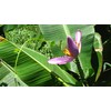 Pink Flowering Banana 10 Seeds Musa Velutina Perfect Tropical