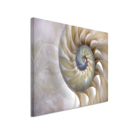 Paul Sinus Art Photo Canvas 90 x 60 cm Nature Photography - Fibonacci Pattern in the Shell on Canvas Exclusive Wall Picture Modern Photography for Your Wall in Many Sizes