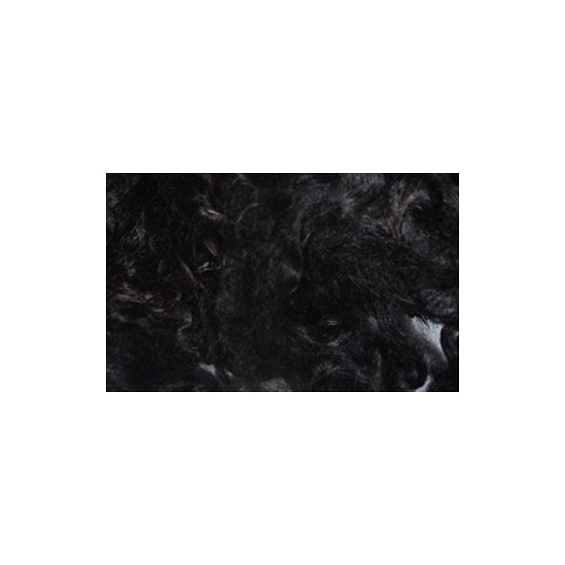 Black huacaya Cria Baby Alpaca Spinning Felting Crafting Fiber Fleece
