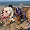 BULLHUG Harness – Made for Larger Chested Dogs Like English