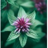 MySeeds.Co MONARDA citriodora (Lemon Mint) Flower Seeds, Aromatic Foliage with