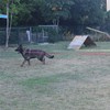 Siumouhoi Dog/Puppy Obedience Recall Training Agility Lead - 15ft 20ft