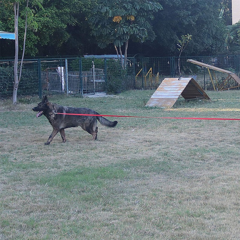 Siumouhoi Dog/Puppy Obedience Recall Training Agility Lead - 15ft 20ft