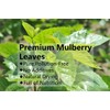 Premium Natural Mulberry Leaf Tea 9 Oz/254.7g, 桑叶茶 Loose Leaf