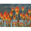 SeedsUP - 80+ Seeds Red Hot Poker Fire Dance -