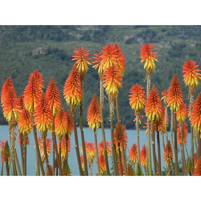 SeedsUP - 80+ Seeds Red Hot Poker Fire Dance -