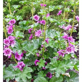 30 Seeds of Malva sylvestris - French Hollyhock 'Zebrina'. Edible & Striking Striped Blooms!