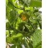 Fresh Scotch Bonnet Pepper Seeds Jamaican Yard 25 Seeds Hot