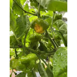 Fresh Scotch Bonnet Pepper Seeds Jamaican Yard 25 Seeds Hot Spicy Jamaica