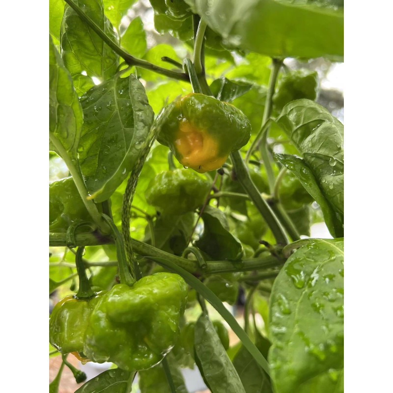 Fresh Scotch Bonnet Pepper Seeds Jamaican Yard 25 Seeds Hot