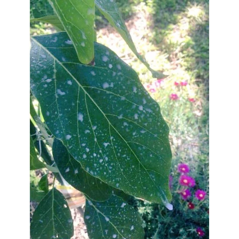 IV Organic White Wash, 1 Pint (WHITE)