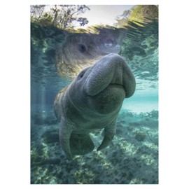 Signs 4 Fun Magnet – Manatee Water Funny Magnet - 3.5” x 2.5” Easy Remove Fridge Locker Magnet - Magnet for Gifts Decor - Made in USA