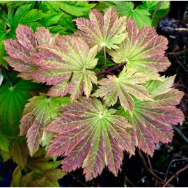 Otaki Fullmoon Japanese Maple 3 - Year Live Plant