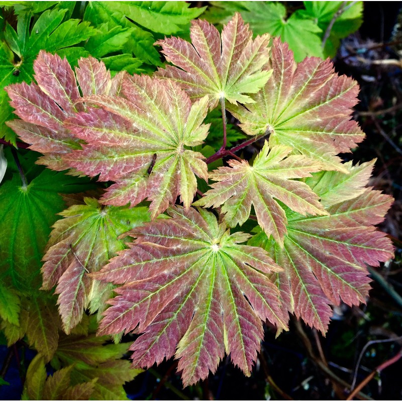 Otaki Fullmoon Japanese Maple 3 - Year Live Plant