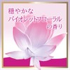 Violet Floral Body Soap Refill