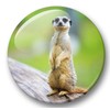 Merchandise for Fans 01 Fridge Magnets Meerkat Set of 6