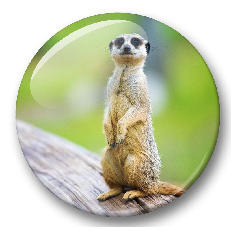 Merchandise for Fans 01 Fridge Magnets Meerkat Set of 6