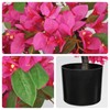 Briful Artificial Bougainvillea Plant in Black Pot 29.5" Tall Faux