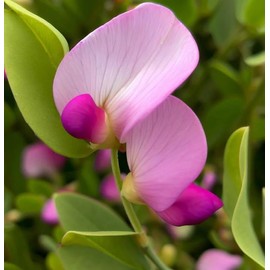 Lathyrus maritima (Beach Pea, Heath Pea) Flower Seeds, Pea-Like Flowers, Sweet Fragrance, Seeds by MySeeds.Co, You Choose The Amount (Trial Packet Size)