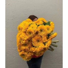 100+ GIANT TEDDY BEAR SUNFLOWER SEEDS - 7+ FEET TALL - BEE'S HUMMINGBIRD -- RARE