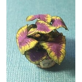 SMA 1:12 Dollhouse Miniature Coleus House Plant Kit/Miniature Garden DI P109