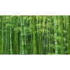 CZ Grain Giant Timber Bamboo Seeds for Planting | 100