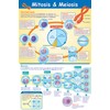 NewPath Learning Mitosis and Meiosis Poster - Laminated, Full-Color, 23"