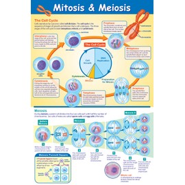 NewPath Learning Mitosis and Meiosis Poster - Laminated, Full-Color, 23" x 35"