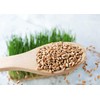 Food to Live Hard Red Wheat Berries, 1 Pound –