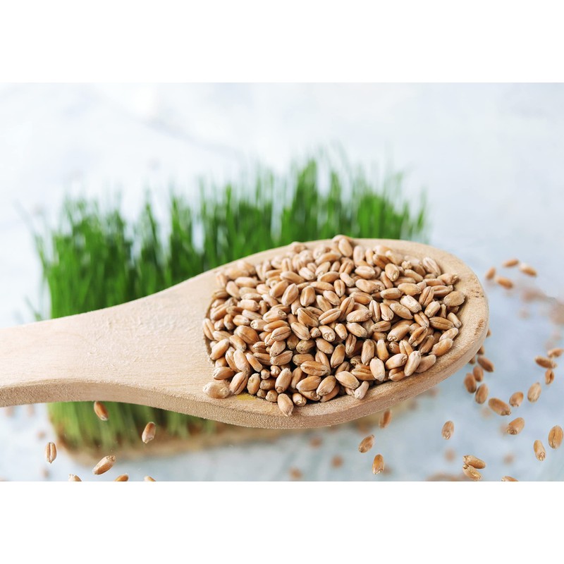 Food to Live Hard Red Wheat Berries, 1 Pound –