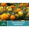 Southern Seeds Marigold, Crackerjack - 100 Seeds - Giant blossoms