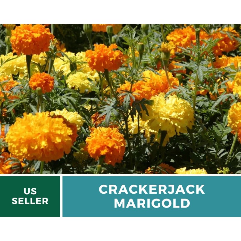 Southern Seeds Marigold, Crackerjack - 100 Seeds - Giant blossoms