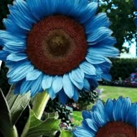 Flowers 50pcs Midnight Oil Blue Sunflower Seeds Rare Bonsai Black Hybrid for Your Garden