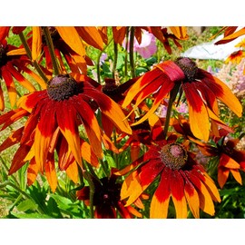 Red Rudbeckia Seeds for Planting - 1000Pcs Rudbeckia Seeds Red Flower Seeds for Outdoor Home Garden Flower Seeds Gardening Supplies