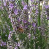MySeeds.Co Lavender, Italian (Lavandula angustifolia) Herb Seeds, Fragrant Blooms -