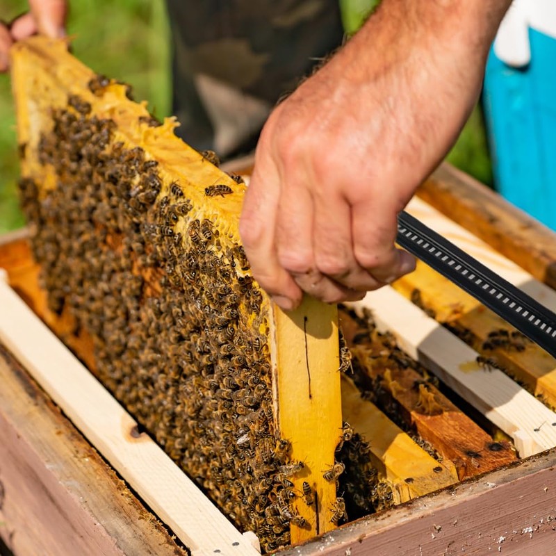 HMJRQ 50Pcs Plastic Beetle Blaster Beehive Beekeeping Tools Hive Beetle