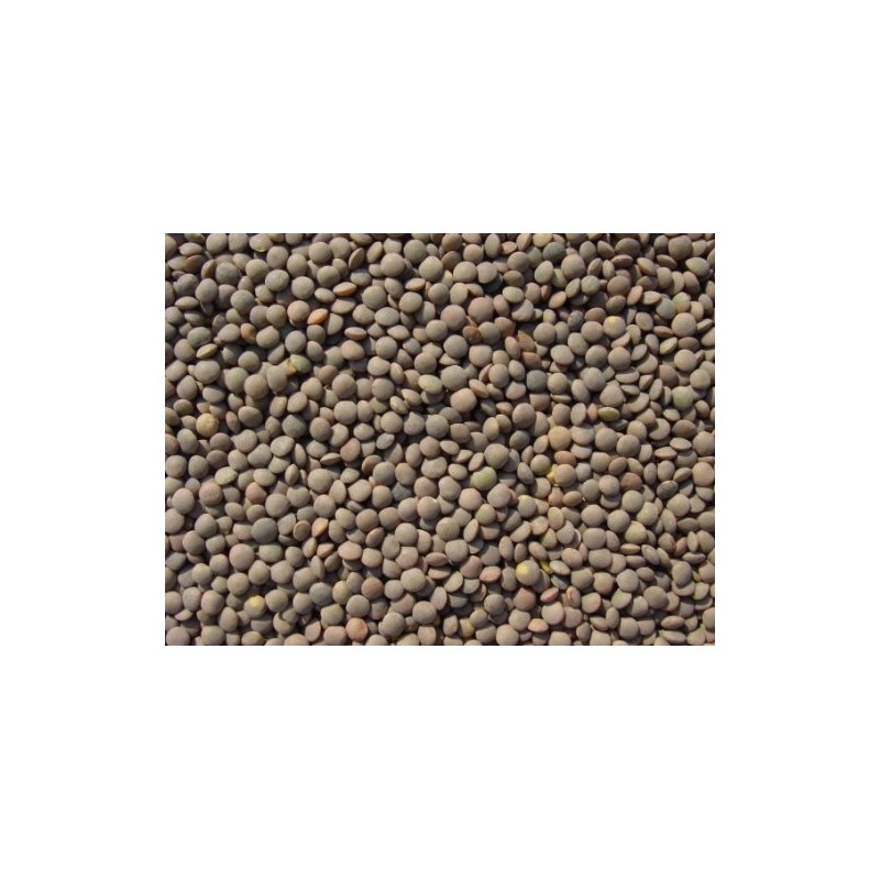 Lentils 15 Lbs, Joseph's Grainery Brown Lentils, All Natural, Non-GMO,