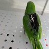 Bird Flight Harness Vest, Parrot Flight Suit with Leash for