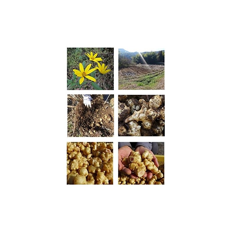 Eveway(エヴァウェイ) イヌリンのちから 菊芋の粒 180粒