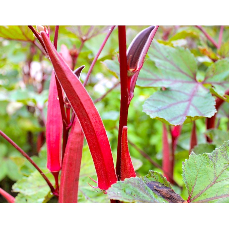 Okra Red 20+ Non-GMO Seeds for Planting