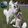 GAIGISFUR Dog Bark Deterrent Device，Anti Barking Device for Dogs，ultrasonic bark