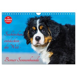 Seebärchen entdecken die Welt - Bernese Mountain Dogs (Wall Calendar 2024 DIN A4 Landscape), CALVENDO Monthly Calendar: Bernese Mountain Dogs Puppies Discover Their World on the Baltic Sea Coast