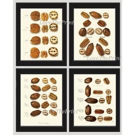 Nut Print Set of 4 Antique Beautiful Botanical Walnut Pecan Nut Green Nature Home Room Decor Wall Art Unframed