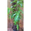 Tree Orange Sherbet Mango TREE GRAFTED 2-4 Ft Tall.Ship To