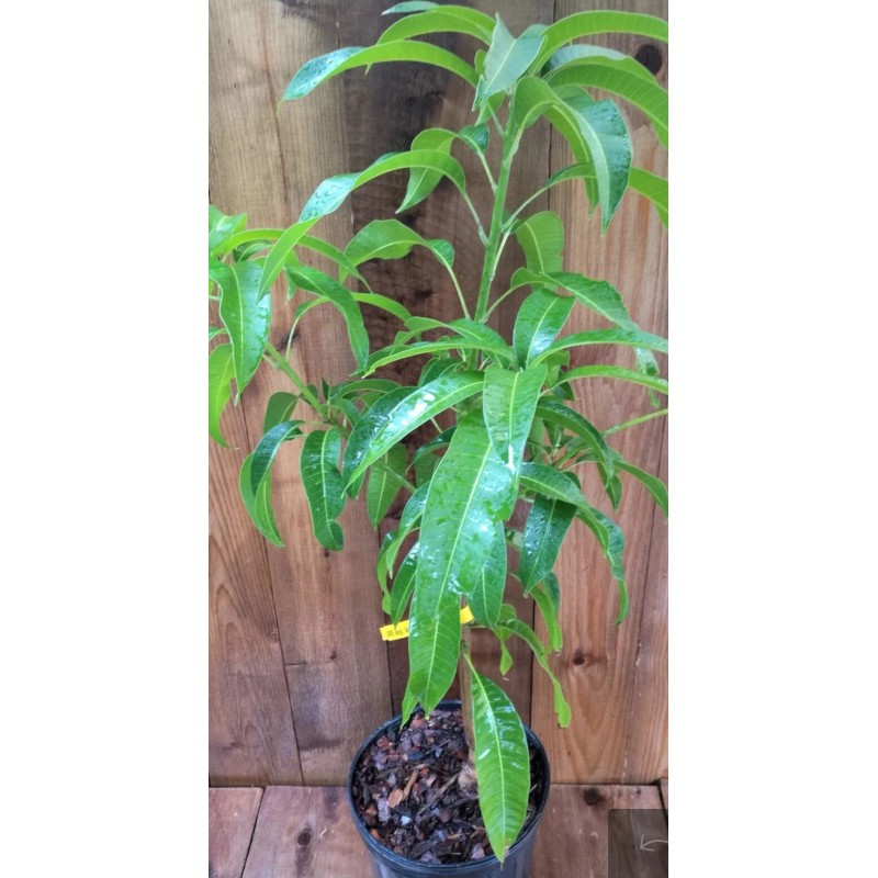 Tree Orange Sherbet Mango TREE GRAFTED 2-4 Ft Tall.Ship To