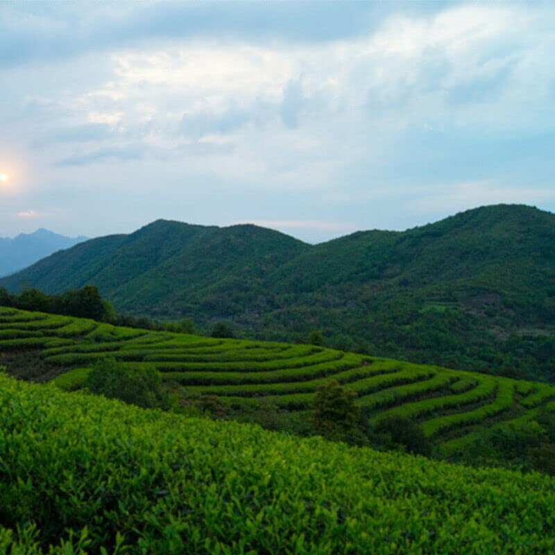 100g White Tea Yunnan White Peony Tea Cakes Moonlight Chinese