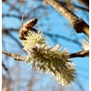 BeekeeiBeck® - 100% Real German Flower Pollen from Own Beekeeping